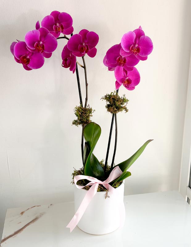 Orquídea de doble vara morada